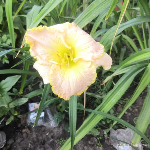 превью изображения отзыва