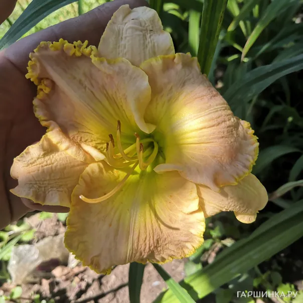 превью изображения отзыва