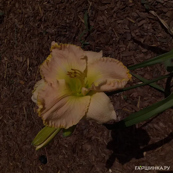 превью изображения отзыва