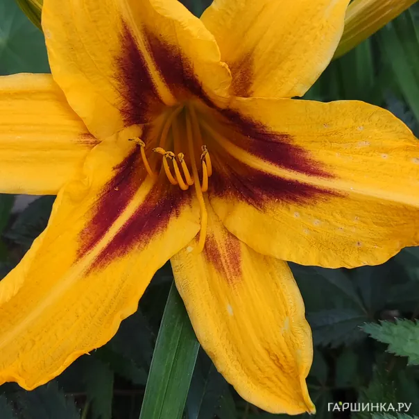 превью изображения отзыва