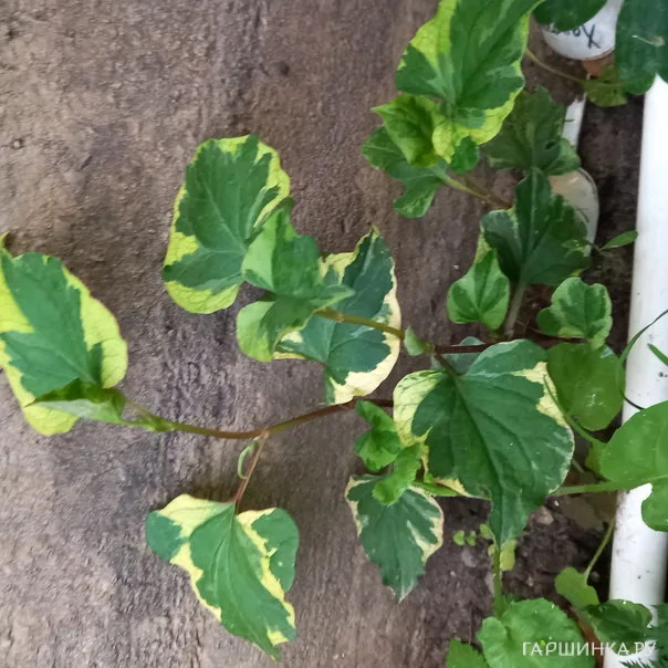 превью изображения отзыва