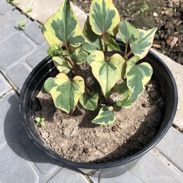 превью изображения отзыва