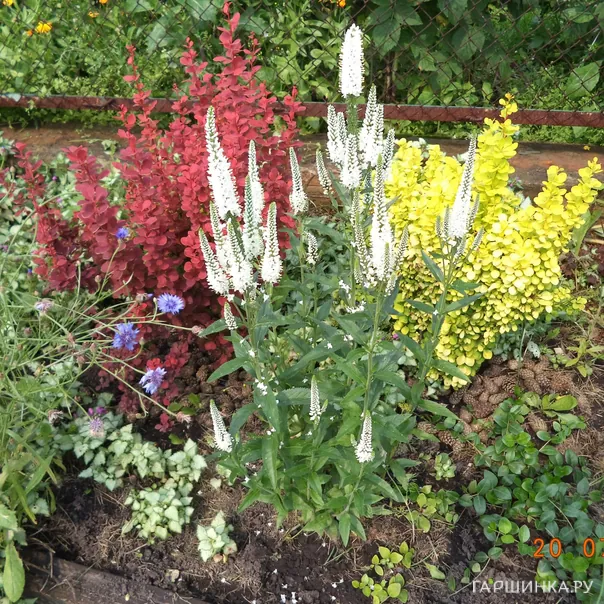 превью изображения отзыва