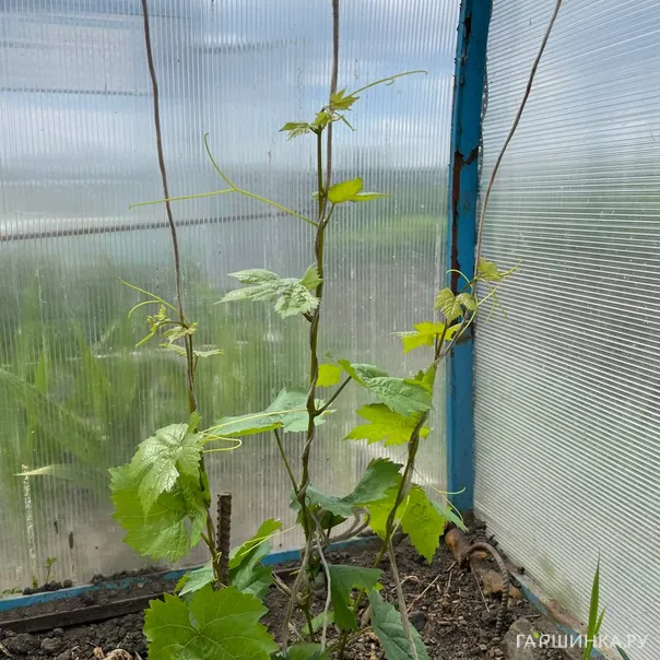 превью изображения отзыва