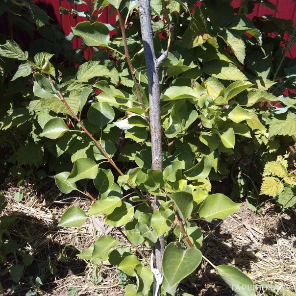 превью изображения отзыва