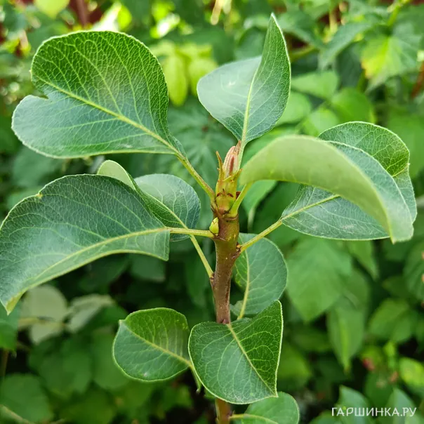 превью изображения отзыва