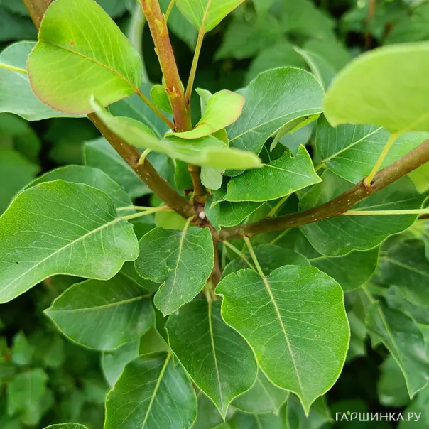 превью изображения отзыва