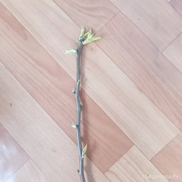 превью изображения отзыва