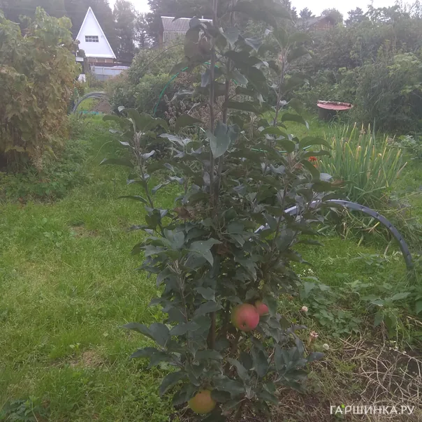 превью изображения отзыва