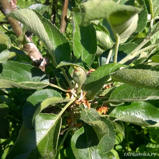 превью изображения отзыва