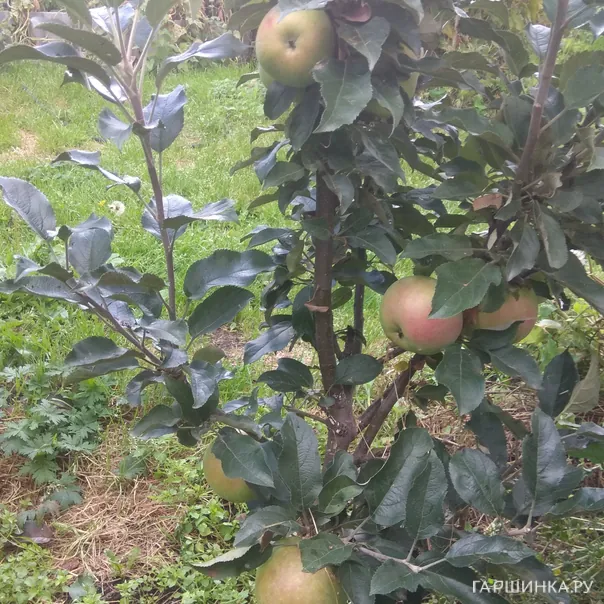 превью изображения отзыва