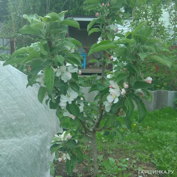 превью изображения отзыва