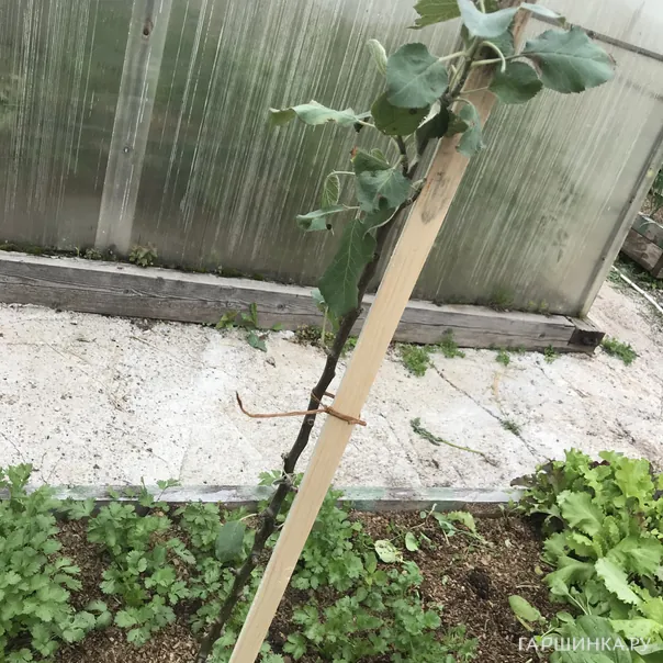 превью изображения отзыва