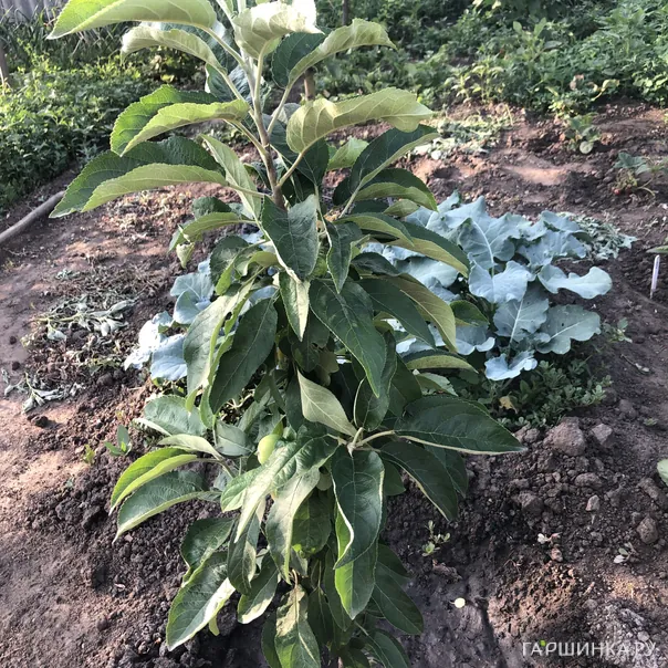 превью изображения отзыва