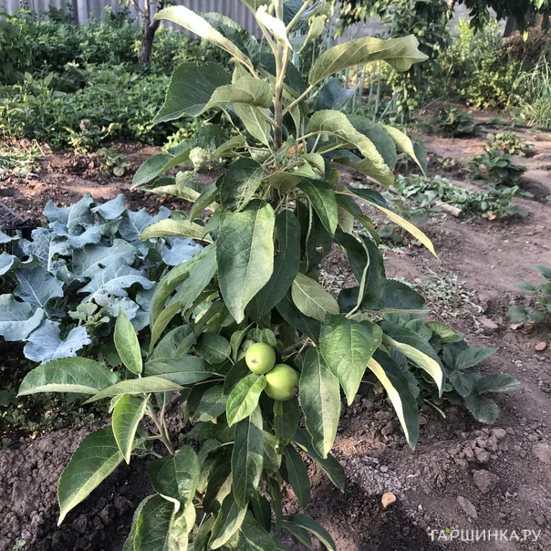 превью изображения отзыва