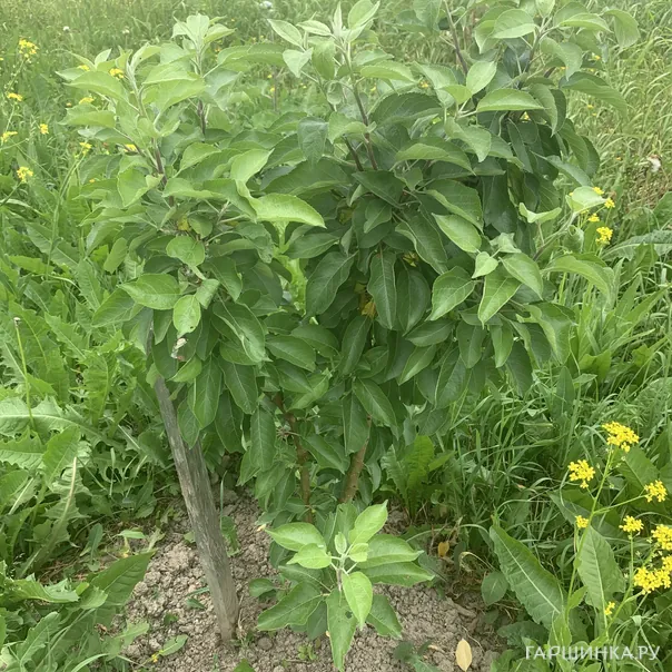 превью изображения отзыва