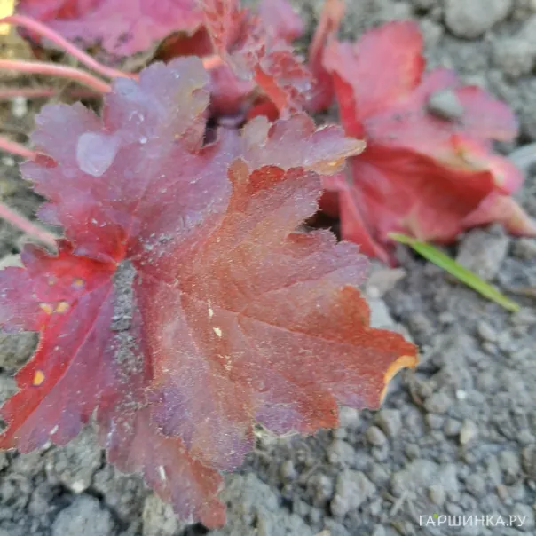 превью изображения отзыва