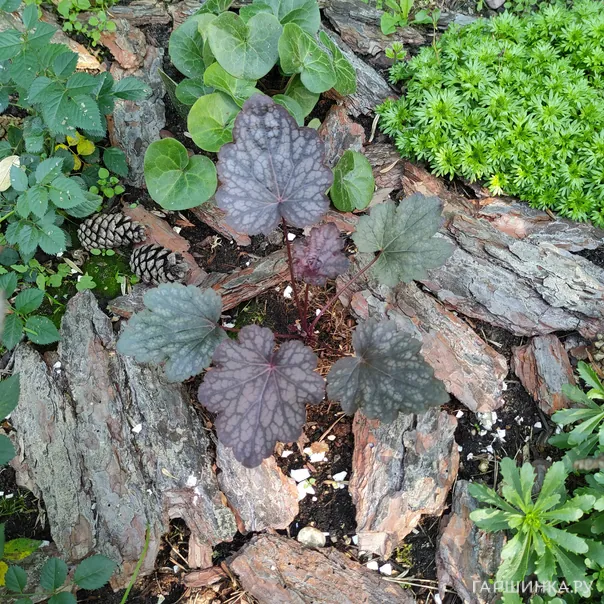 превью изображения отзыва