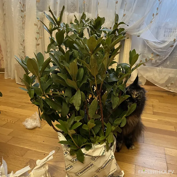 превью изображения отзыва