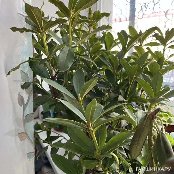 превью изображения отзыва