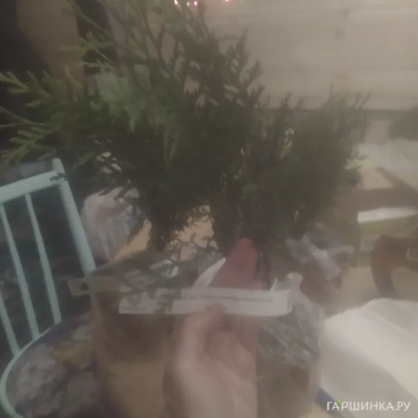 превью изображения отзыва