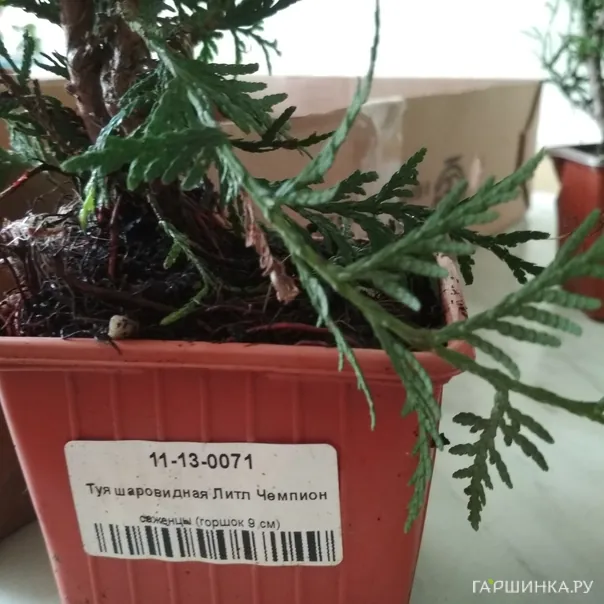 превью изображения отзыва