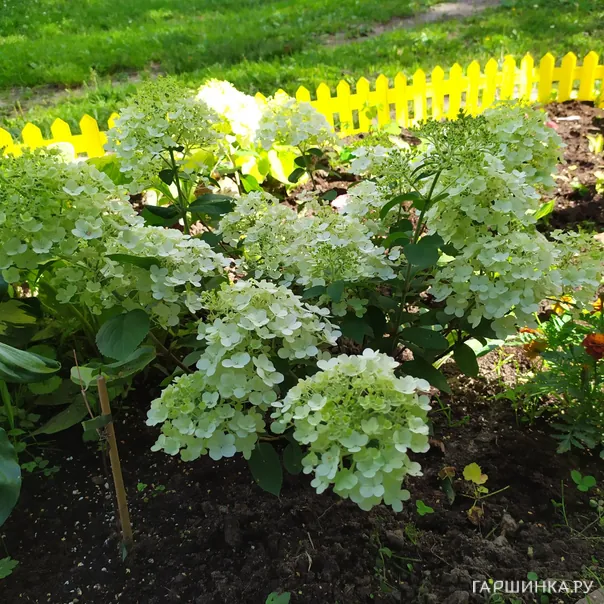 превью изображения отзыва