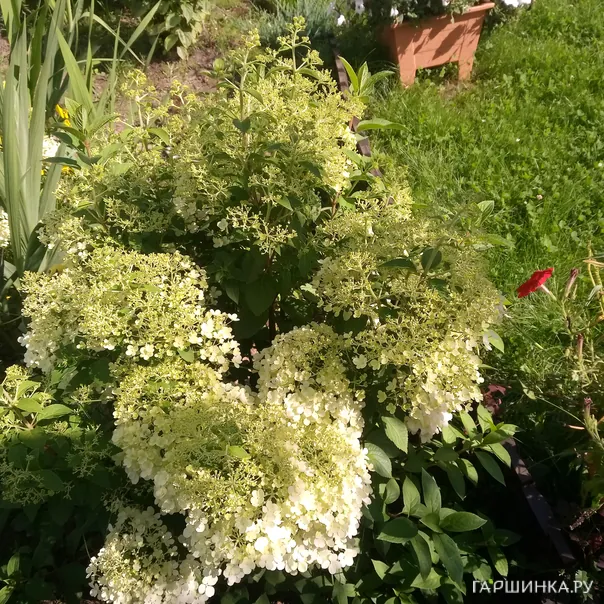 превью изображения отзыва