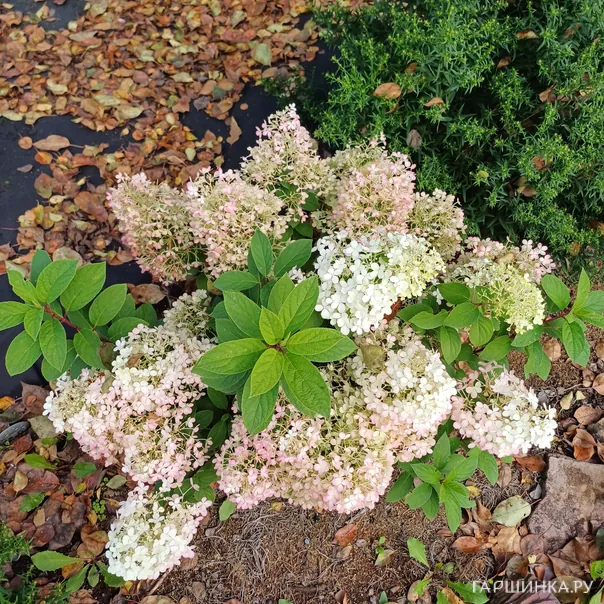 превью изображения отзыва