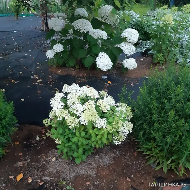 превью изображения отзыва