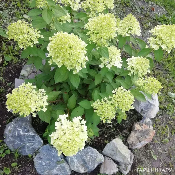 превью изображения отзыва