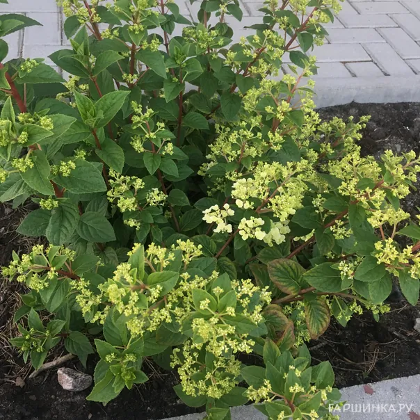 превью изображения отзыва