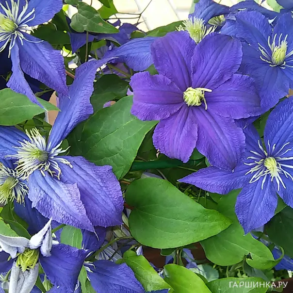 превью изображения отзыва