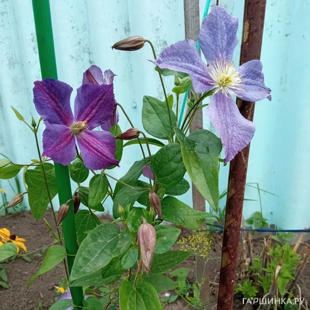 превью изображения отзыва