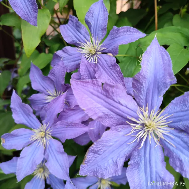 превью изображения отзыва