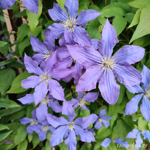 превью изображения отзыва