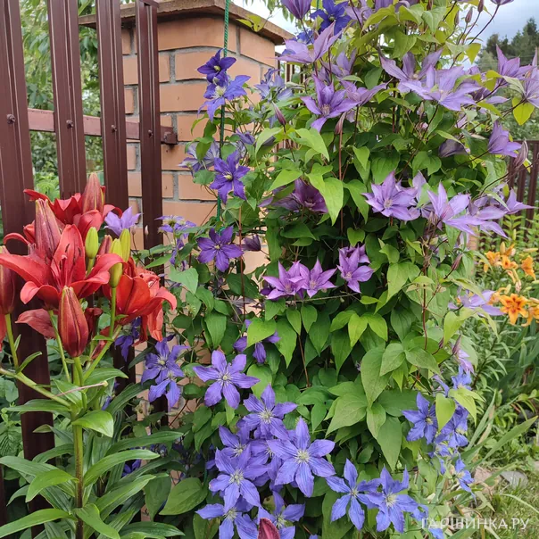 превью изображения отзыва