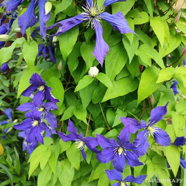 превью изображения отзыва