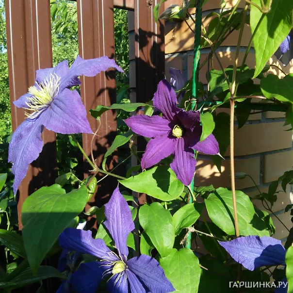 превью изображения отзыва