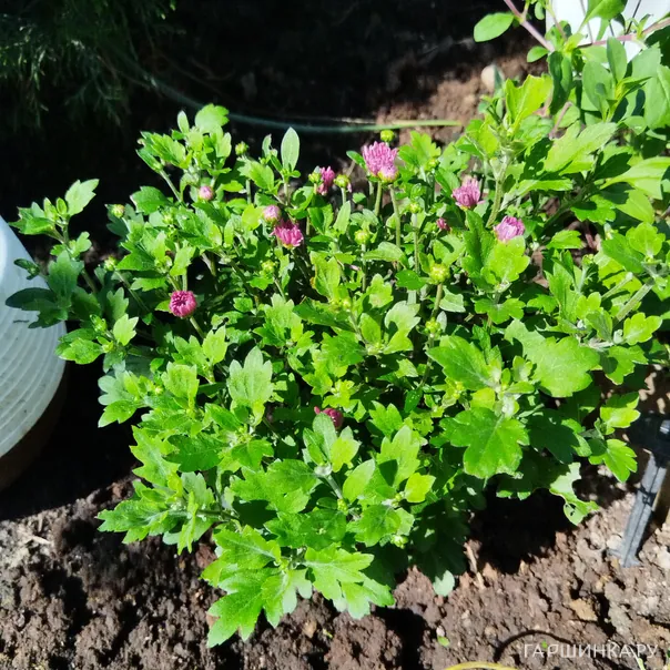 превью изображения отзыва