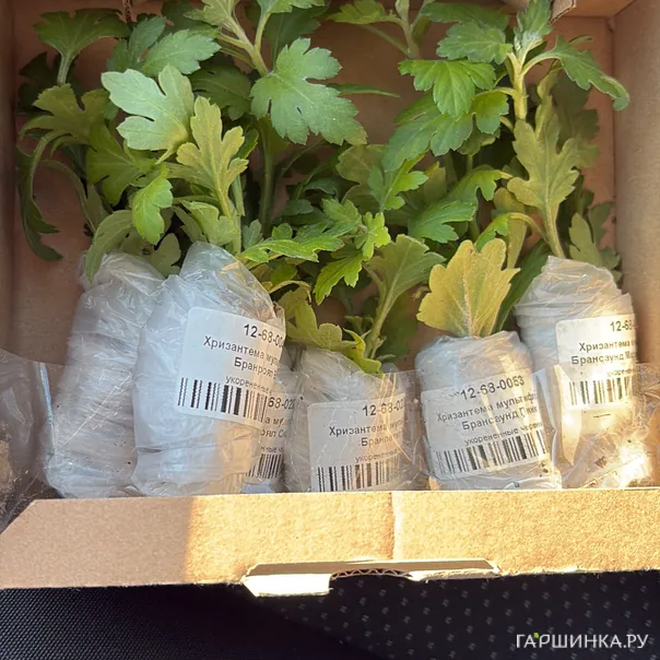 превью изображения отзыва