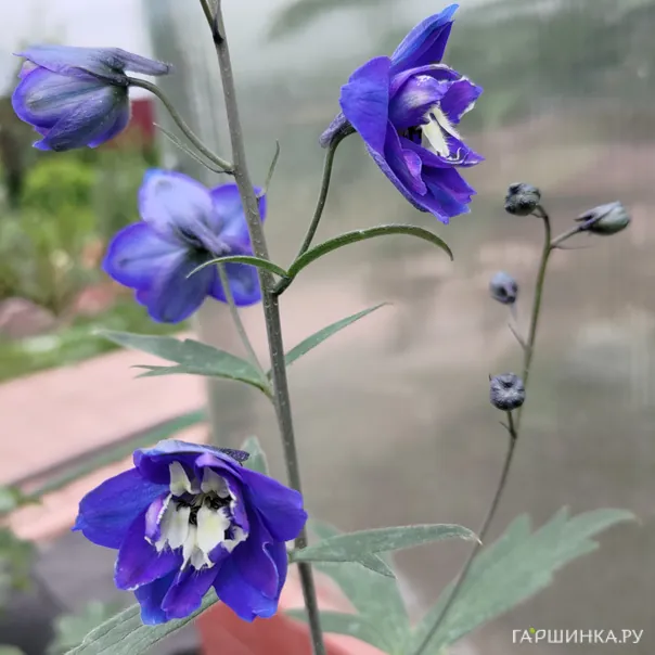 превью изображения отзыва