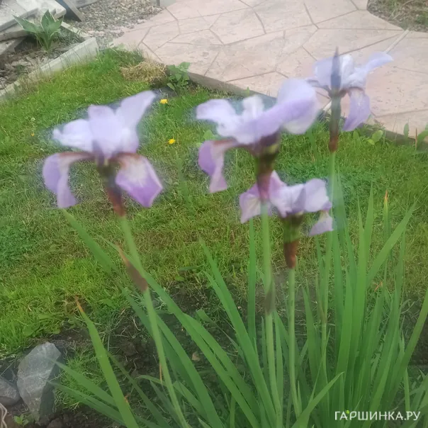 превью изображения отзыва