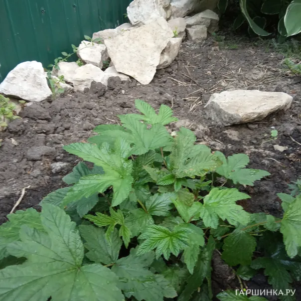 превью изображения отзыва