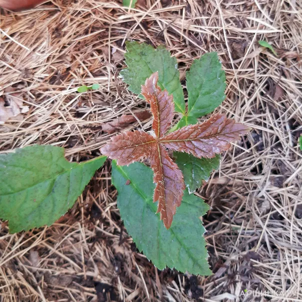 превью изображения отзыва