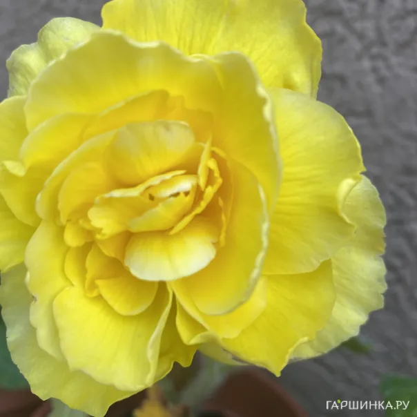 превью изображения отзыва