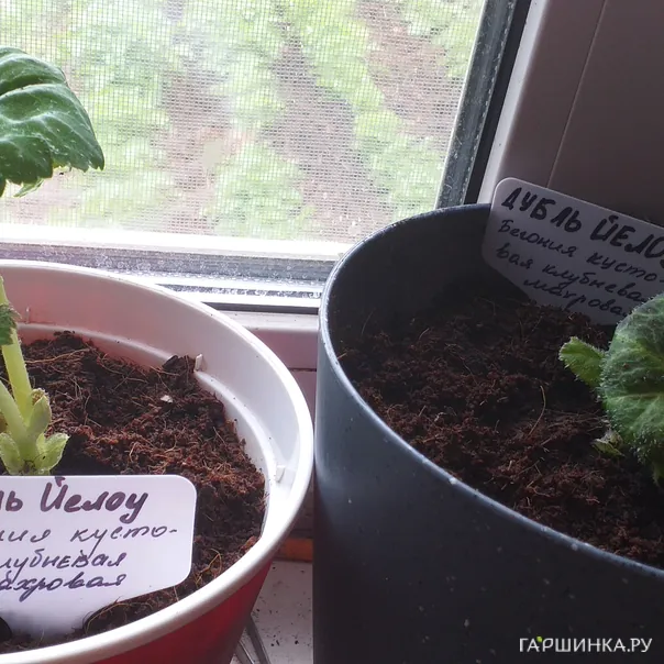 превью изображения отзыва