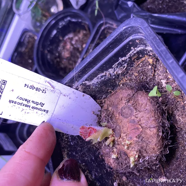 превью изображения отзыва