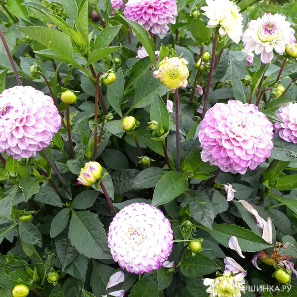 превью изображения отзыва