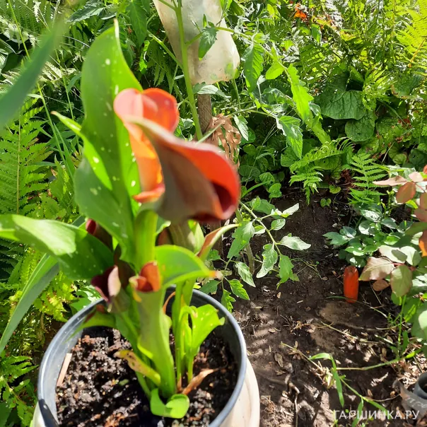 превью изображения отзыва